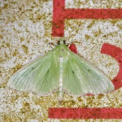Parotis punctiferalis