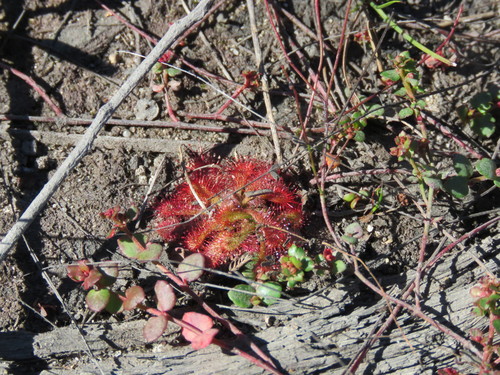 Drosera spatulata