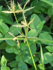 Cyperus intactus