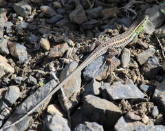 Ophisops elegans macrodactylus