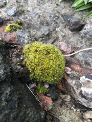 Syntrichia montana