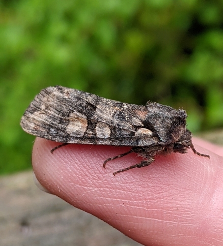Lithophane dilatocula