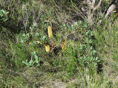 Banksia paludosa