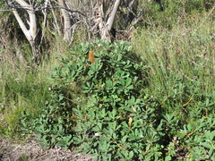 Banksia paludosa