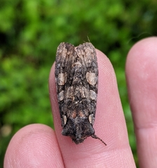 Lithophane dilatocula
