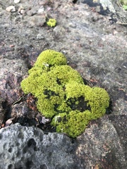 Syntrichia montana