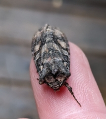 Lithophane dilatocula