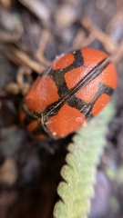 Ogdoecosta biannularis