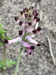 Fumaria bastardii