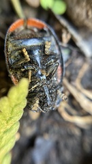 Ogdoecosta biannularis