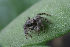 Salticidae