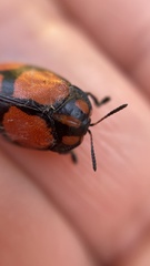 Ogdoecosta biannularis