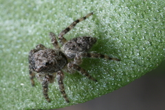 Salticidae