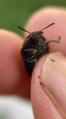 Ogdoecosta biannularis