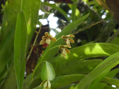 Prosthechea livida