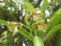 Prosthechea livida