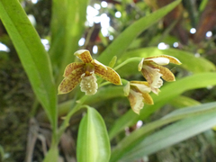 Prosthechea livida
