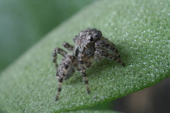Salticidae