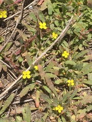 Camissoniopsis micrantha