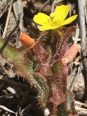 Camissoniopsis micrantha