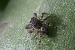 Salticidae