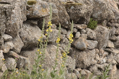 Verbascum rotundifolium