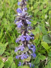 Ajuga reptans