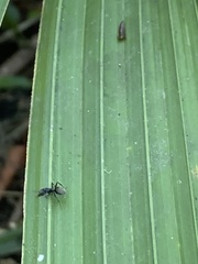 Dolichoderus bispinosus