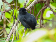 Thamnophilus divisorius