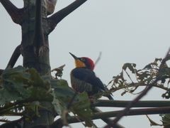 Melanerpes flavifrons