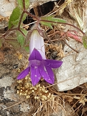 Campanula rhodensis
