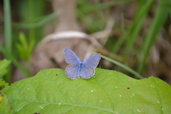 Plebejus samuelis