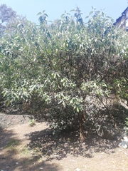 Buddleja cordata