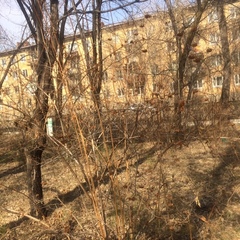 Physocarpus opulifolius