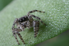 Salticidae