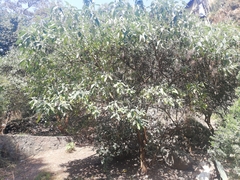 Buddleja cordata