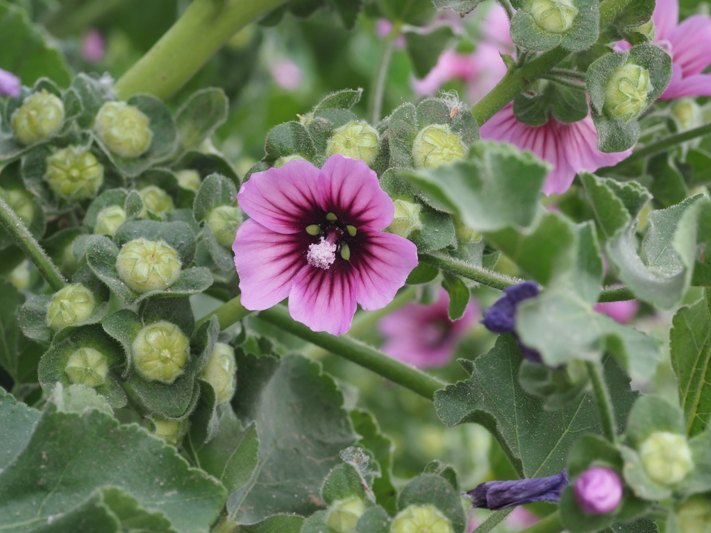 Malva de árbol