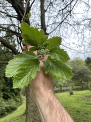 Hedlundia arranensis