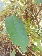 Buddleja cordata