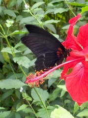 Papilio memnon