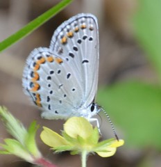 Plebejus samuelis