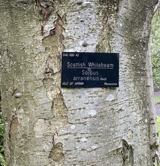 Hedlundia arranensis