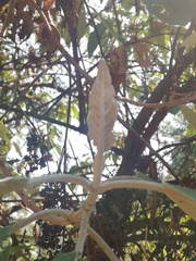 Buddleja cordata