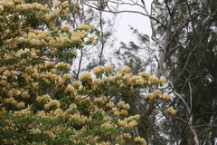 Crateva unilocularis