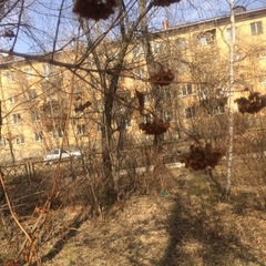 Physocarpus opulifolius