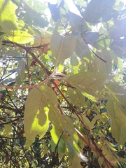 Buddleja cordata