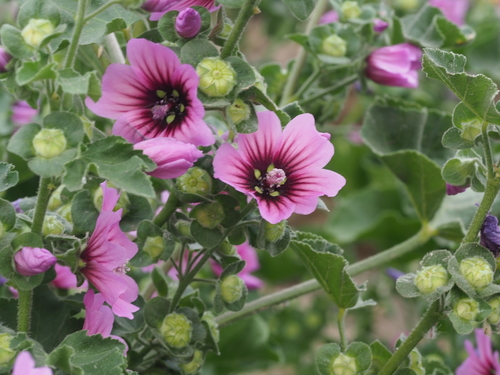 Tree Mallow