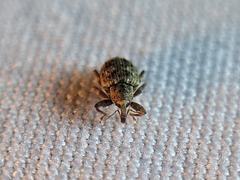 Conotrachelus recessus