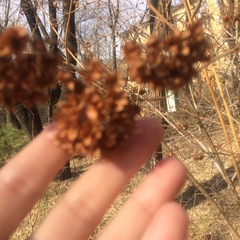 Physocarpus opulifolius