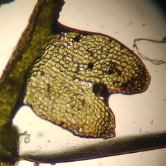 Odontoschisma fluitans